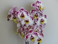 Spotted purple white gorgeous bloom of Phalaenopsis, Ã¢â¬Åmoth orchidsÃ¢â¬Â. Beautiful exotic flowers indoor plants.